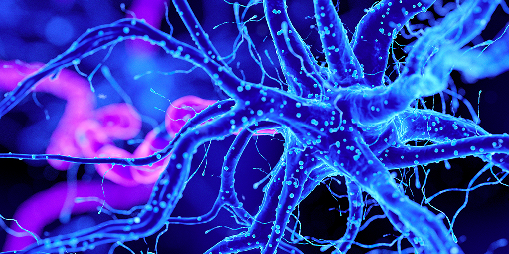 P-C-MKT93229-Pig_Brains_1024x512 P-C-MKT93229-Pig_Brains_1024x512