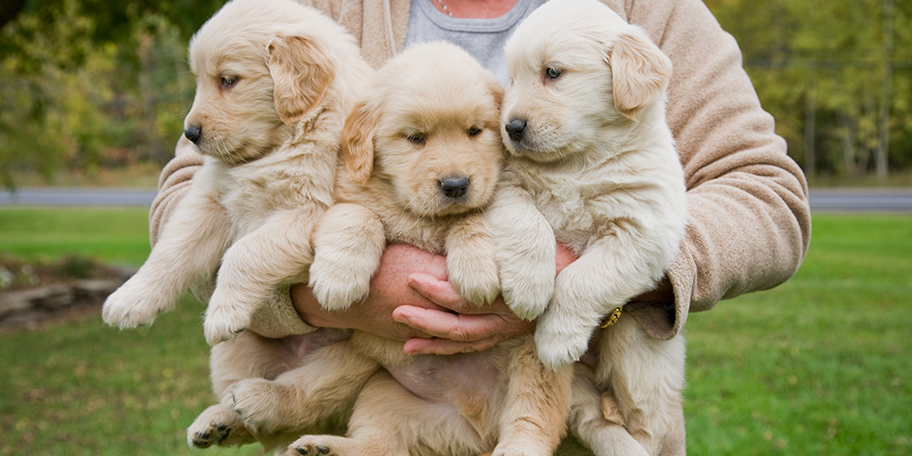 P-C-MKT80733-NationalPuppyDay-FB