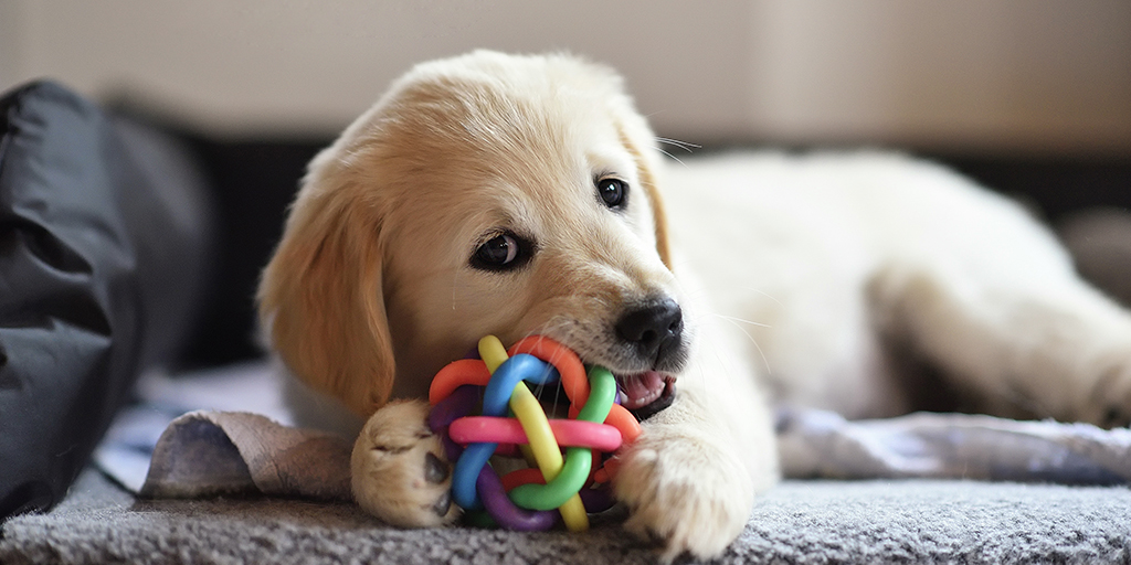 Puppy on a couch chewing a toy