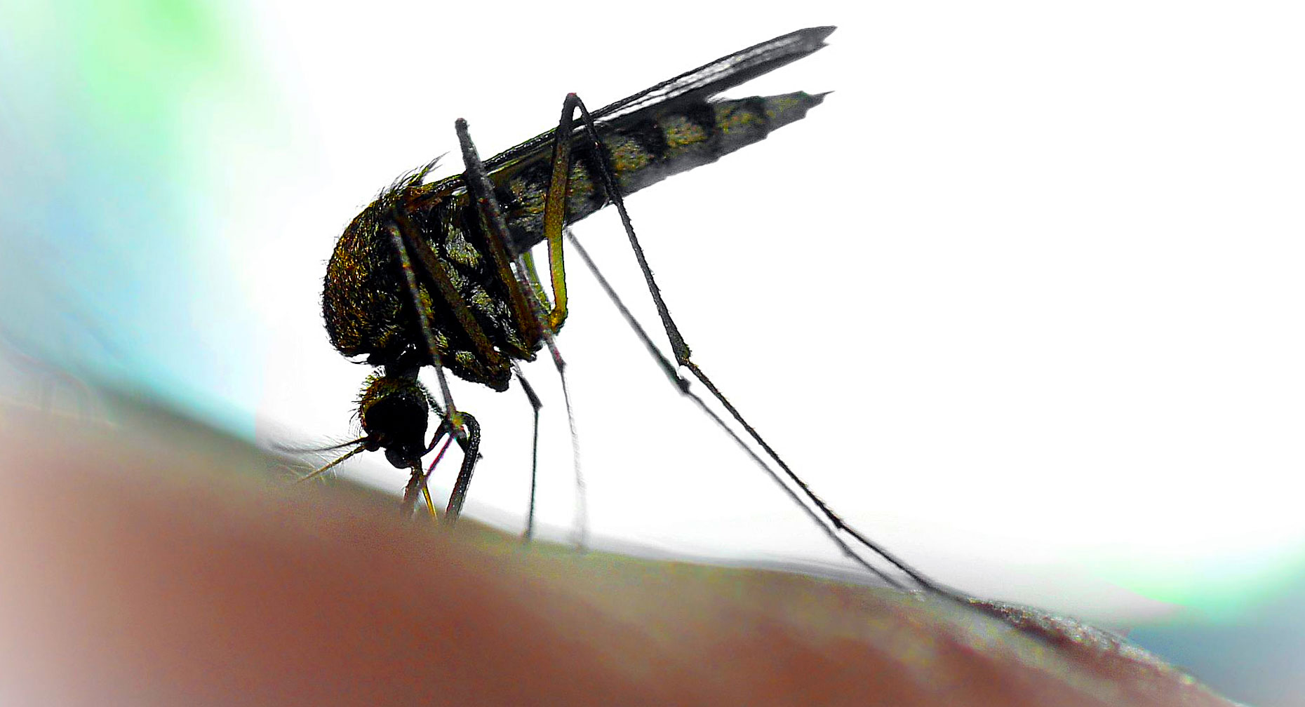 p-w-wmn62075-zika-virus-pregnancy-lg