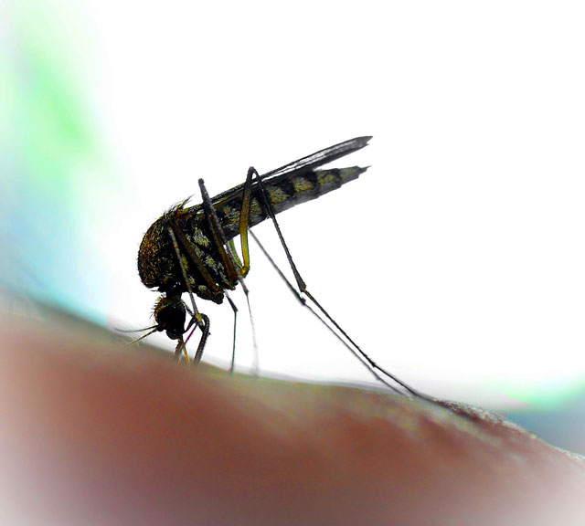 West Nile Virus small