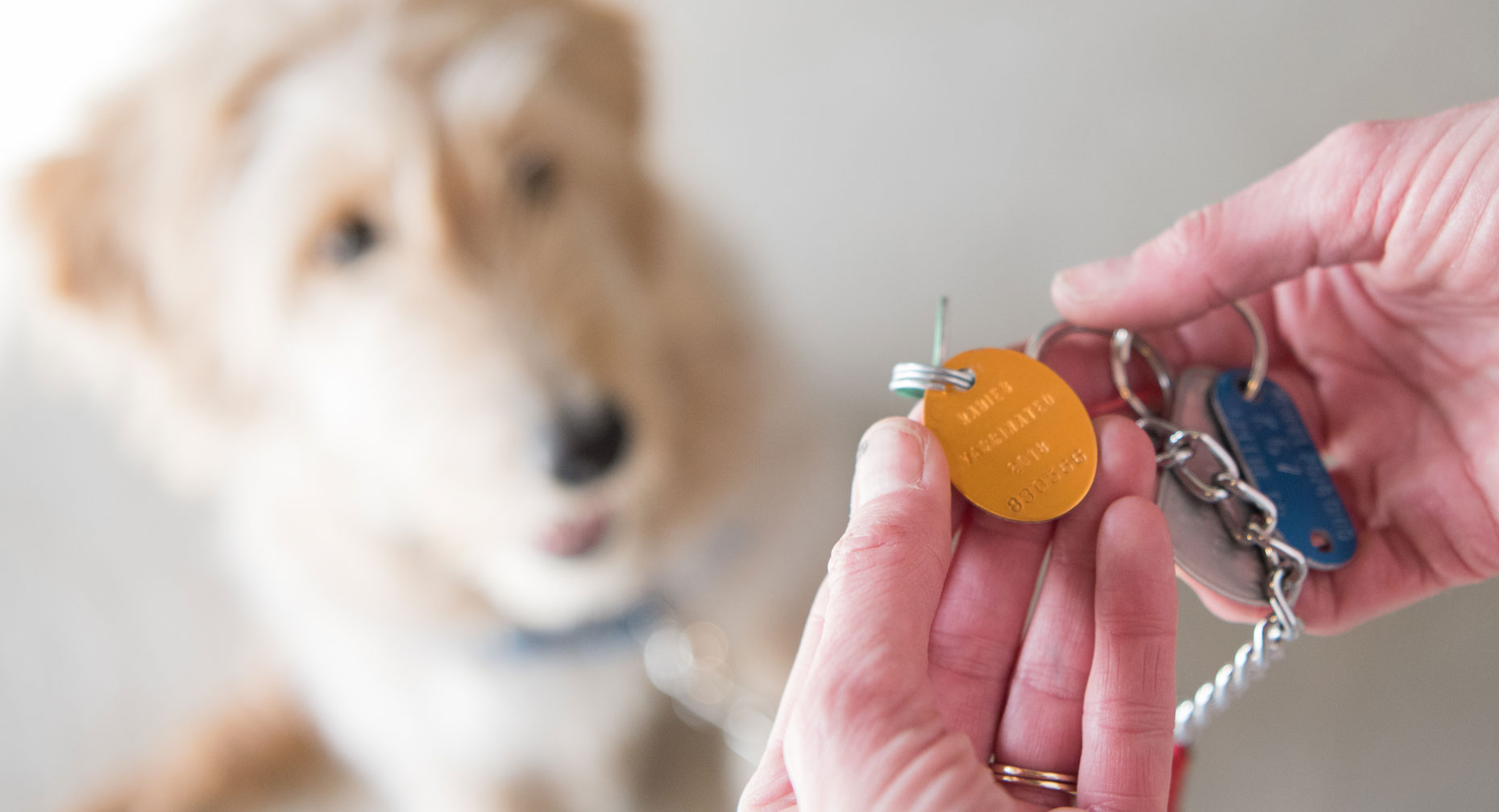 p-w-wmn80966-what-to-do-animals-bite-lg